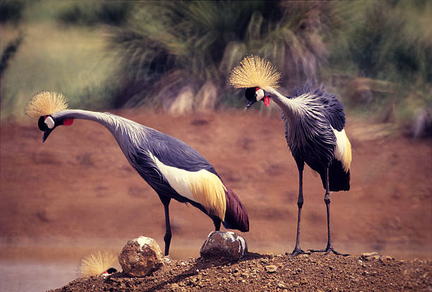 Birds In Meru National Park
